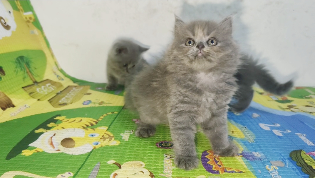 矮脚长毛蓝猫，品相非常好